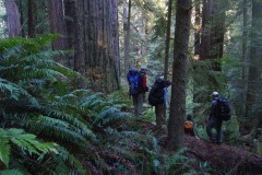 Primary exploration of deep redwood rain forest in California, where it can take 8 hours to go 2 miles. Photo: Richard Preston.