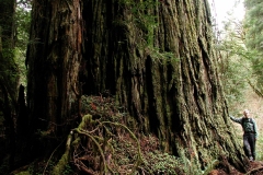 The Lost Monarch, the largest coast redwood tree by mass and trunk diameter.  It’s 29 feet across where Preston’s hand touches it. Photo: Michael Taylor