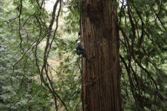 Marie Antoine climbing a redwood titan. Photo: Richard Preston.