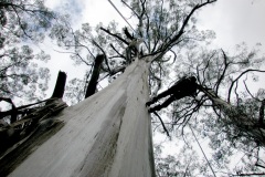 Richard Preston ascending a nameless giant eucalyptus tree in the “Skeleton Forest” of Australia.  The Australian trees are up to 310 feet tall, with tonnage amounts of dead limbs, which can fall at any time.. Climbing them is hazardous. Photo: Marie A. Antoine.